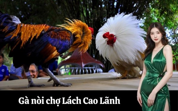 Gà nòi chợ Lách Cao Lãnh: Đặc điểm và giá trị