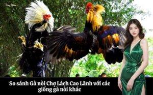 So sánh Gà nòi Chợ Lách Cao Lãnh với các giống gà nòi khác