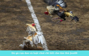 Đá gà cựa dao và luật chơi chi tiết cho tân thủ Jun88