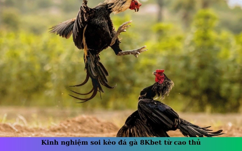 Kinh nghiệm soi kèo đá gà 8Kbet từ cao thủ