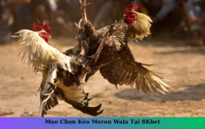 Mẹo Chọn Kèo Meron Wala Tại 8Kbet