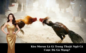 Kèo Meron Là Gì Trong Thuật Ngữ Cá Cược Đá Gà Mạng?